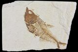 Bargain, Diplomystus Fossil Fish - Wyoming #103948-1